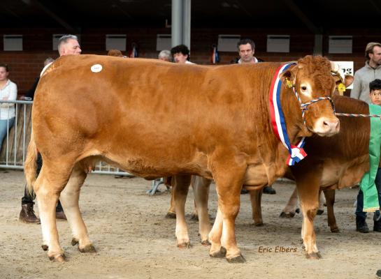 Nationaal kampioene Cowporation Ria (foto: Eric Elbers)