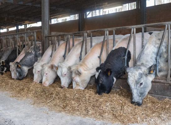 De rund- en kalfsvleessector is een van de weinige landbouwsectoren met omzetgroei