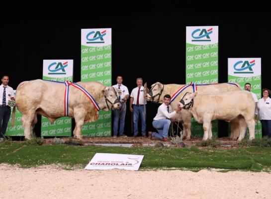 kamp charolais Sommet