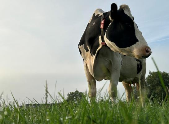 Ondanks de kortere daglengte en dauw heeft het gras nog een hoge drogestofgehalte