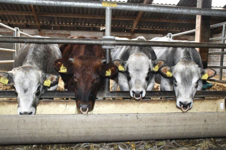 Verschillende rassen hebben stieren in het aanbod tijdens de najaarsveiling van het COT