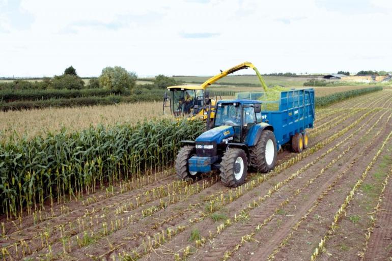 Bij de maisrassenkeuze rekening houden met verschillen in stikstofopname kan verlies verminderen met 30 kg per hectare