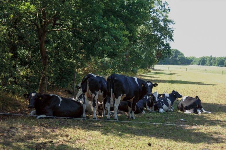 Slechts twee keer deelde de NVWA afgelopen zomer aan rundveehouders een schriftelijke waarschuwing uit voor onvoldoende beschutting tegen de zon