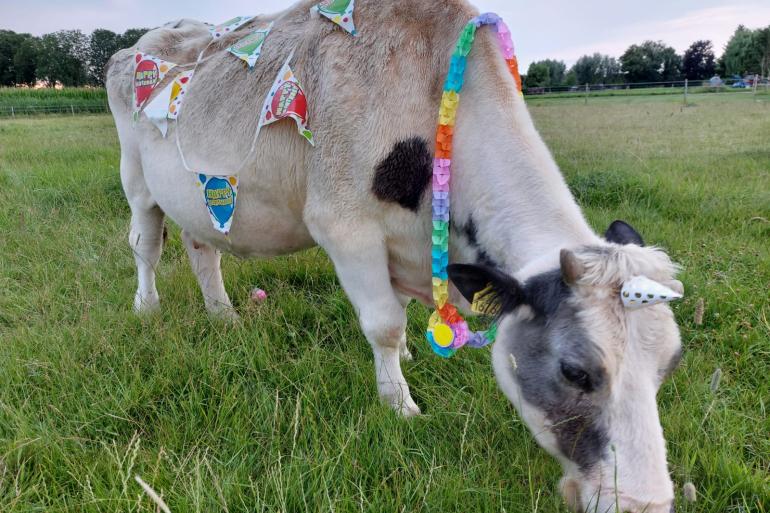Mevrouw Koek werd geboren op 22 juli 1997 en is daarmee, voor zover bekend, de oudste koe van Nederland
