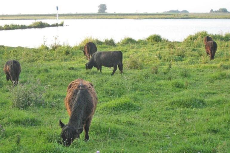 De hoogste gehaltes aan schadelijke stoffen werden in het voorjaar gevonden in vet en lever