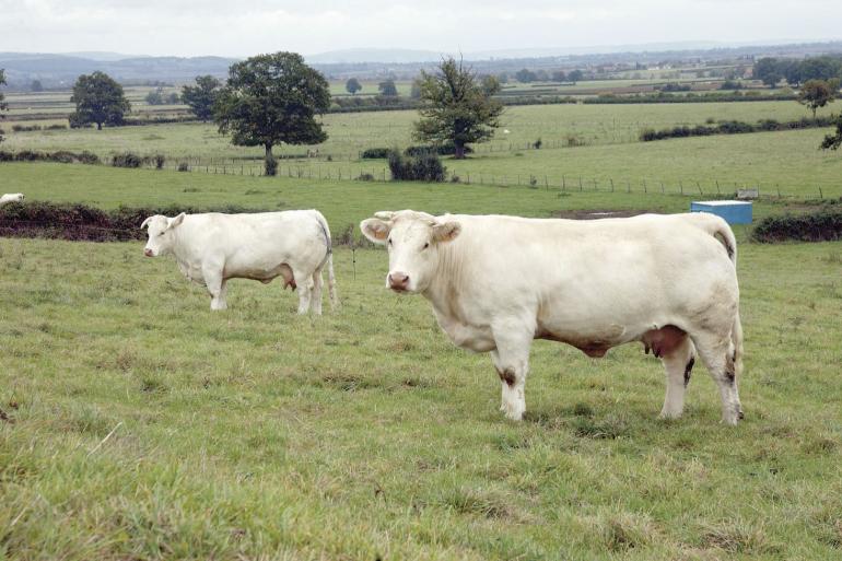 Charolais Frankrijk