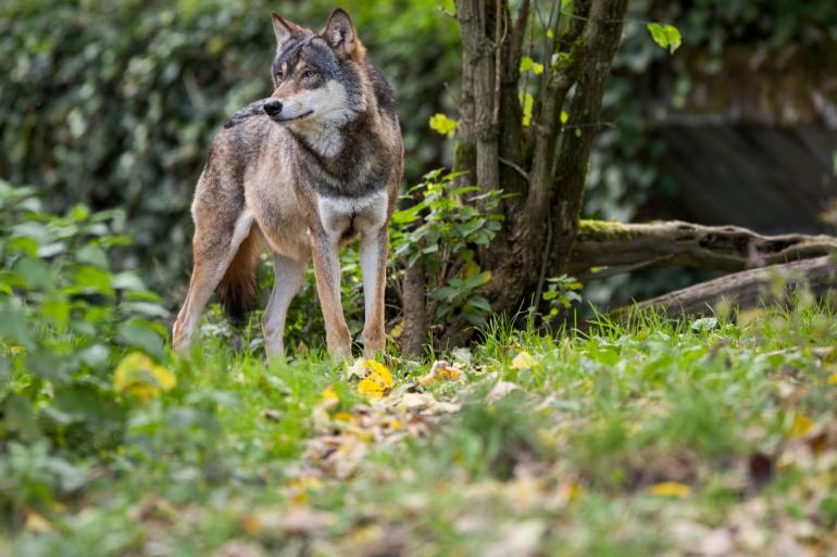 West-Europese wolf in cijfers