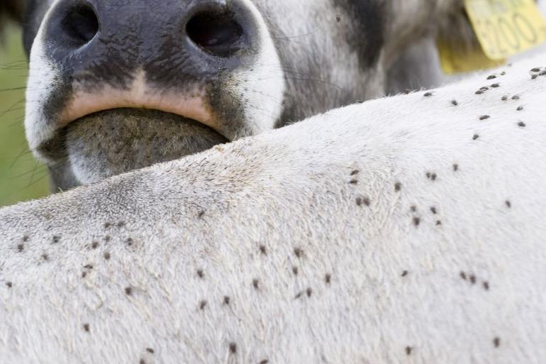 Stekende vliegen brengen het zo goed als onbehandelbare besnoitiose over