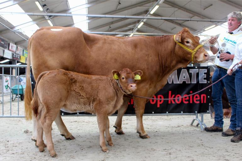 De nu excellente Mairose P werd in oktober 2022, vergezeld van haar kalf, kampioene volwassen koeien op de NVM