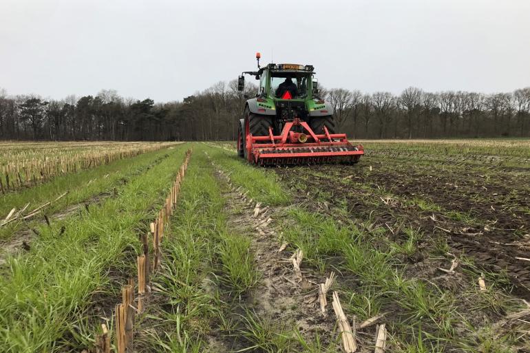 Het tijdig onderwerken van het vanggewas maakt de stikstof op tijd beschikbaar voor de maisteelt