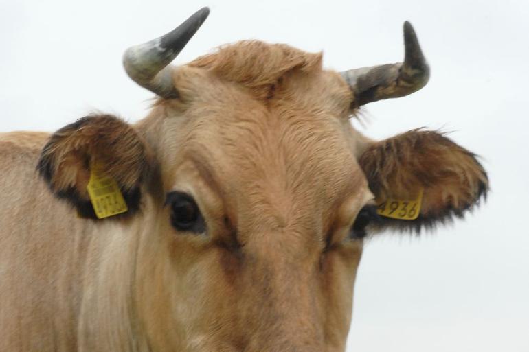 horens limousin