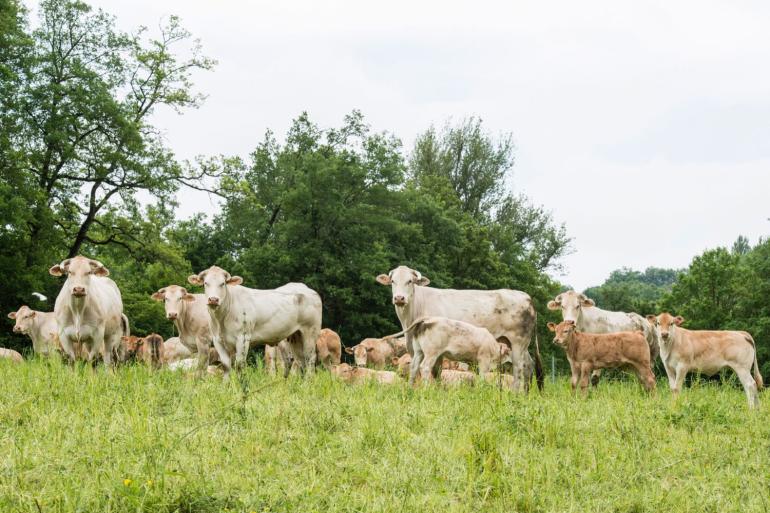 blonde d'aquitaine Frankrijk