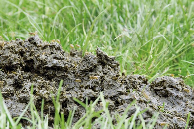 Ruim een derde van de broeikasgasemissies is afkomstig uit de melkveehouderijsector