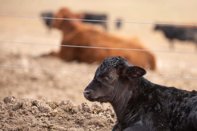 Tussen 2017 en 2022 is het gebruik van vleesveestieren in de VS meer dan verdrievoudigd