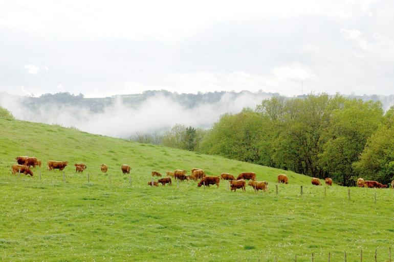 De hoeveelheid koolstof die wordt vastgelegd door graslanden waar runderen grazen, compenseert niet de emissies van de veehouderij