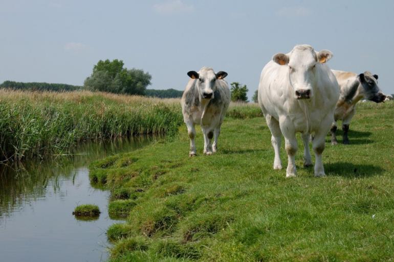 De voedingswaarde van planten verandert door een stikstofoverschot. Dit heeft gevolgen voor dieren die deze planten eten