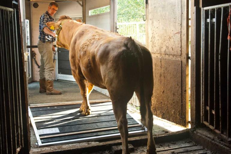 De blauwtongstatus heeft gevolgen voor vervoer en export van dieren