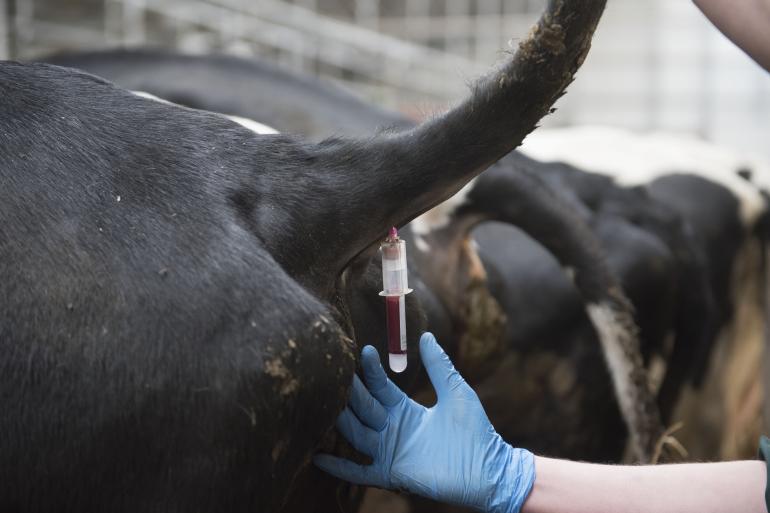 De kans dat een in Nederland aangekocht rund antistoffen heeft tegen ibr is 3,3 procent