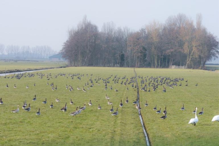 De vergoeding voor ganzenschade aan de eerste snede bedraagt 34 cent per kg droge stof