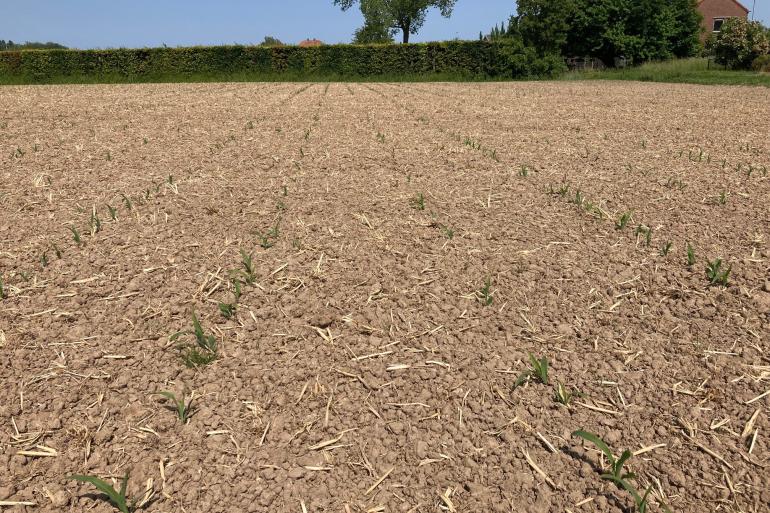 Door de harde bovengrond heeft mais op kleigrond moeite met de opkomst