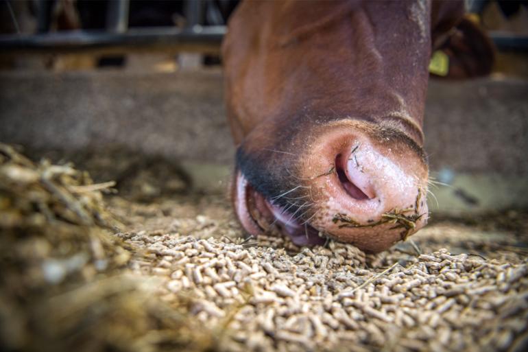 Bij het produceren van de pensbestendige eiwitten blijven de nutritionele verliezen van soja- en raapschoot beperkt