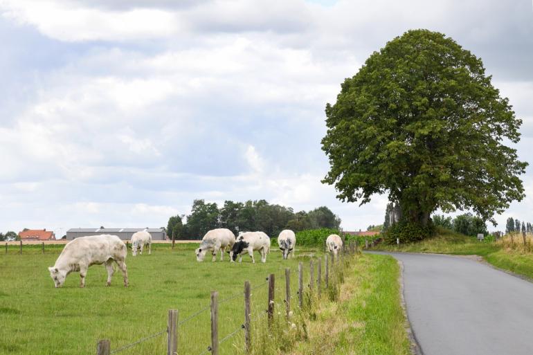 Het aantal runderen daalde afgelopen jaar in België. Tegelijkertijd nam de rundveeproductie toe