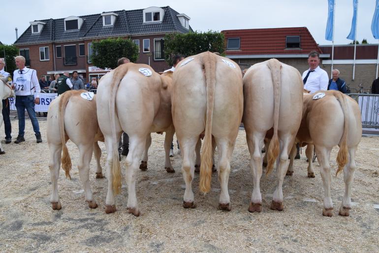 kampioenen blonde d'Aquitaine Enter 2023