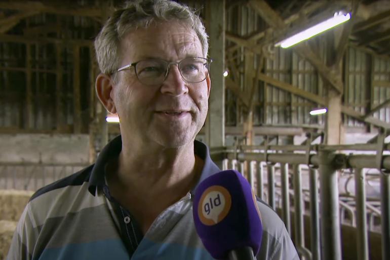 Voormalig melkveehouder Gerard Franken heeft in het Gelders Neede een jongvee-opfokbedrijf. Hij kiest er bewust voor om de jonge dieren zoveel mogelijk weidegang te geven. De eerste dag is dat altijd even spannend maar het gaat eigenlijk altijd goed. Tot pink Susanne vorige week de benen nam en zich drie dagen schuilhield in een maisperceel. (Beeld: Omroep Gelderland)