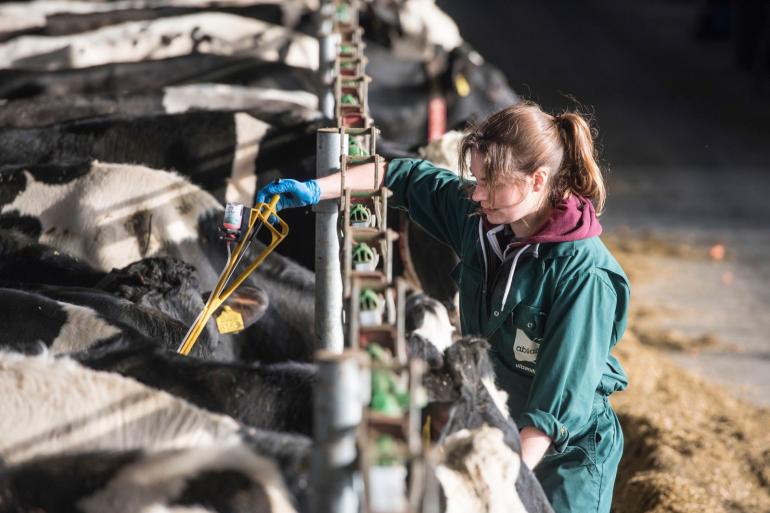 Vanaf volgend jaar zomer wordt in Nederland het bestrijden van IBR en BVD verplicht