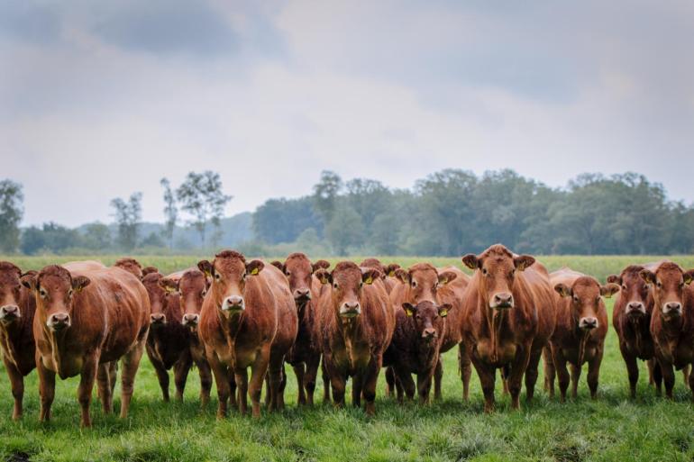 Joop en Jeroen Bosch houden op het Overijsselse landgoed Marleseveld 55 limousinrunderen