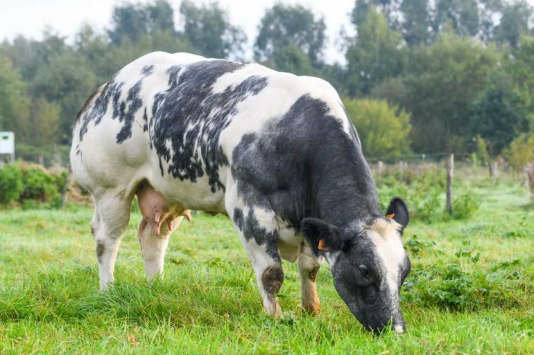 Quintana van 't Blektehof