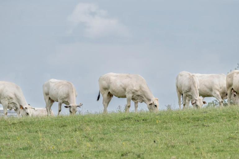 Onderzoekers van Wageningen UR vragen zich af in welke mate Nederland dieren nog wil inzetten voor de voedselvoorziening