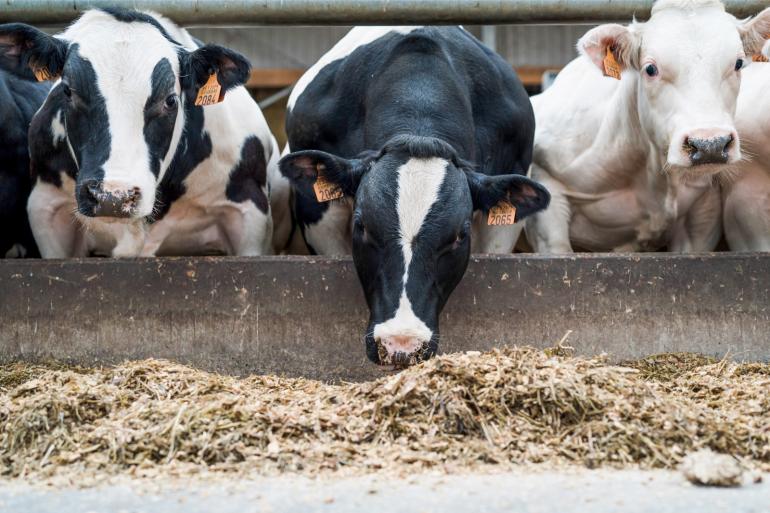 Volgens de FAO is het klimaat niet gebaat bij krimp van de veestapel in Nederland en Vlaanderen