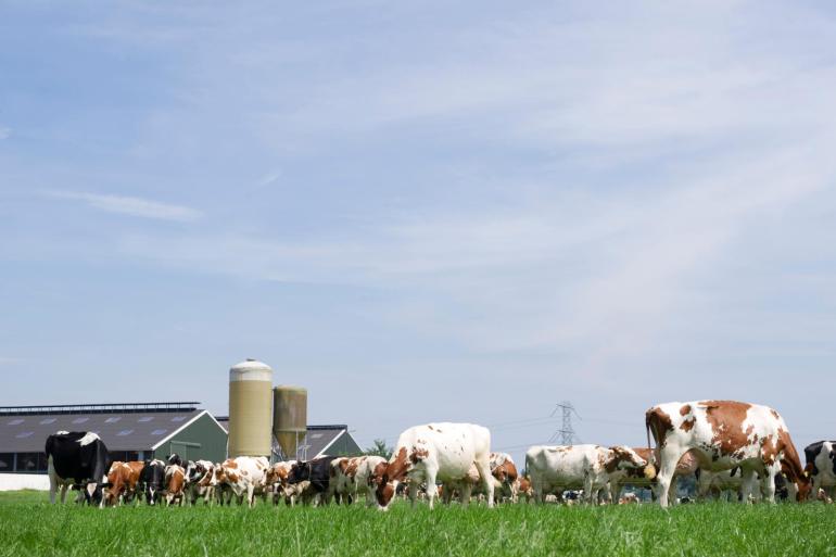 De daling komt voort uit het dalende aantal melk- en kalfkoeien en jongvee voor de melkveehouderij