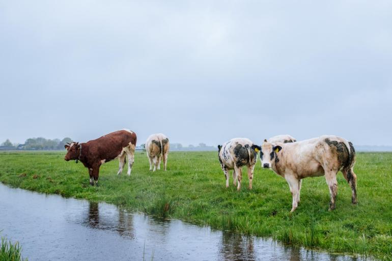 Worden de emissies uit veengronden en de import van soja niet meegerekend, dan liggen de emissies in Nederland 600 kiloton CO2-equivalent lager dan in het buitenland