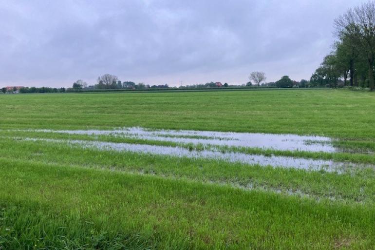 Het gras groeit hard, maar draagkracht maakt weidegang in veel regio's uitdagend