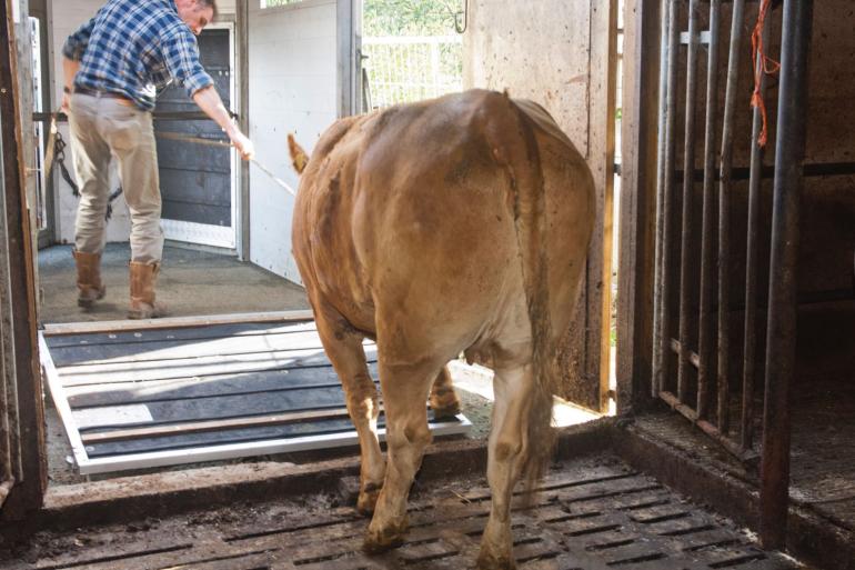 DGZ roept veehouders op om alleen dieren aan te kopen als het echt niet anders kan