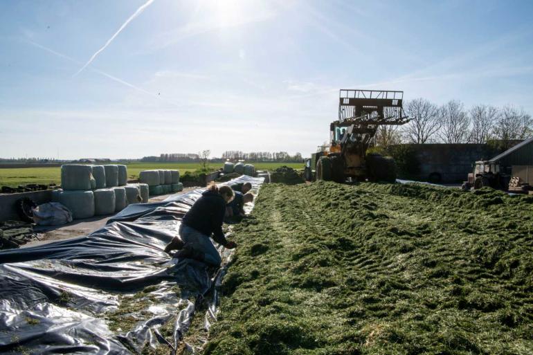 De eerste voorjaarskuilen hebben een hoger boterzuurgehalte en een hoger NH3-aandeel