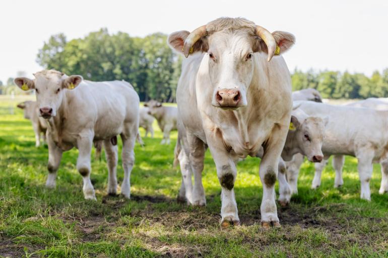 Hans Kranenburg houdt in het Drentse De Groeve 25 charolaisrunderen voor de fokkerij