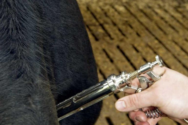 Vaccineren is een van de maatregelen om blauwtong tegen te gaan