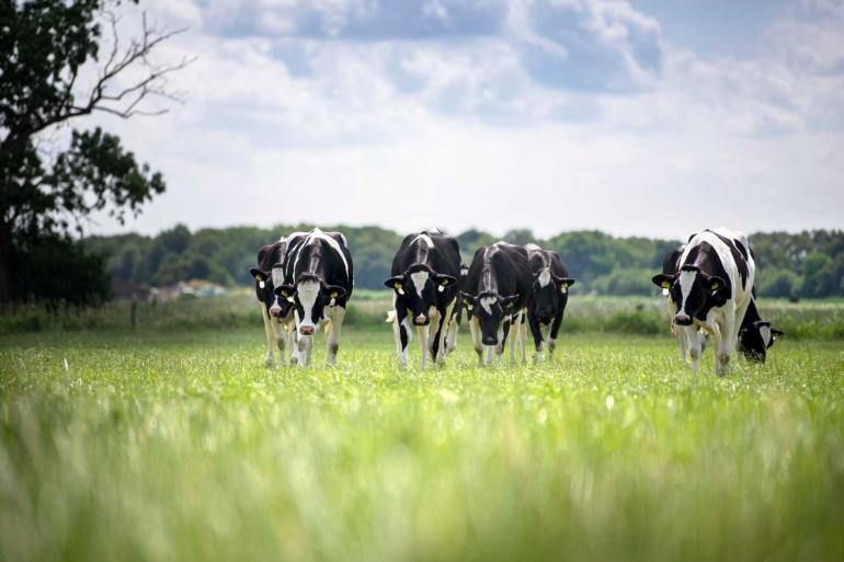 Probeer het vele gras zoveel mogelijk rechtstreeks in de koeien en het jongvee te krijgen, tipt De Weideman