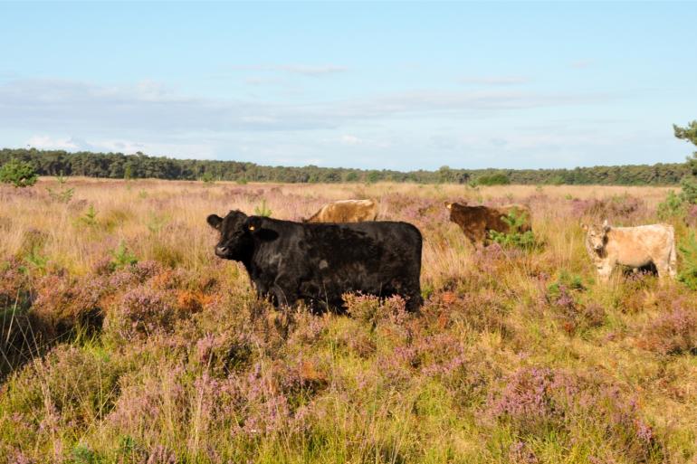 Het ene runderras weet zich beter te weren tegen wolven dan het andere