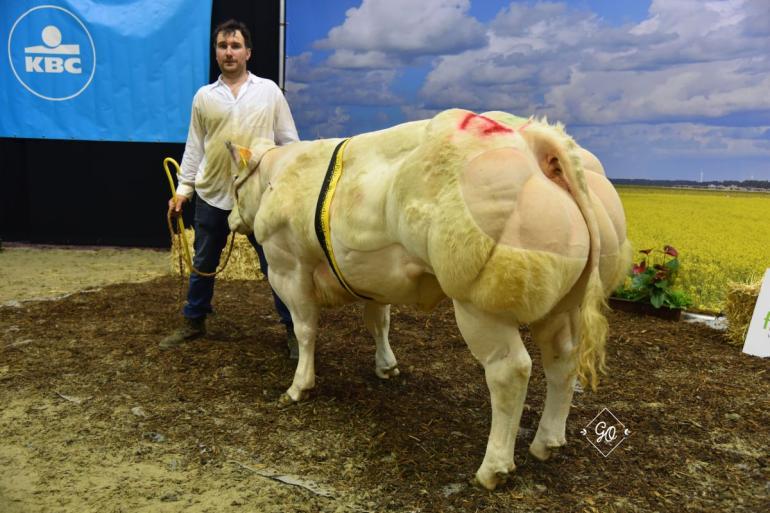 Radio BBCI van de Kerkenhofstede, kampioen jonge vaarzen op Agriflanders in 2023 (foto: Olivia Germeau)