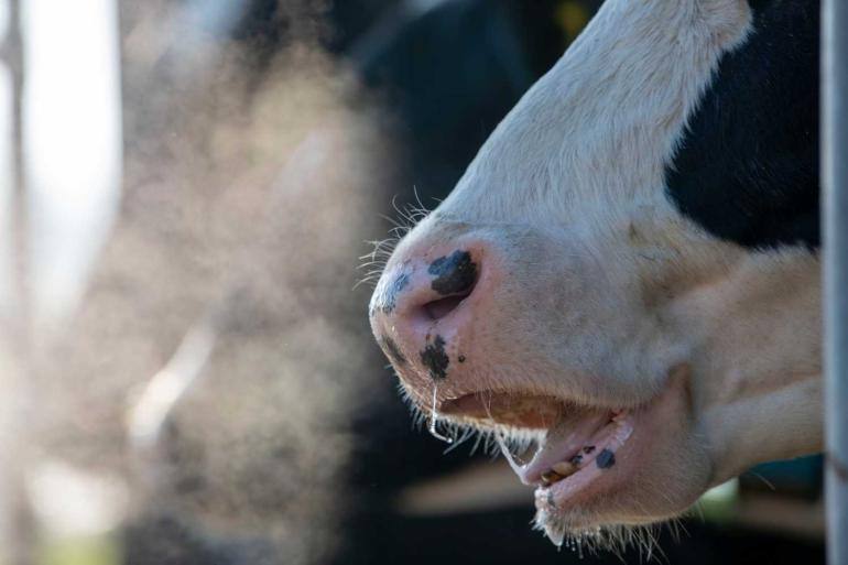 Meenemen van fokwaarden voor methaan in het fokdoel kan leiden tot 20 procent minder methaan per kg melk in 2050.
