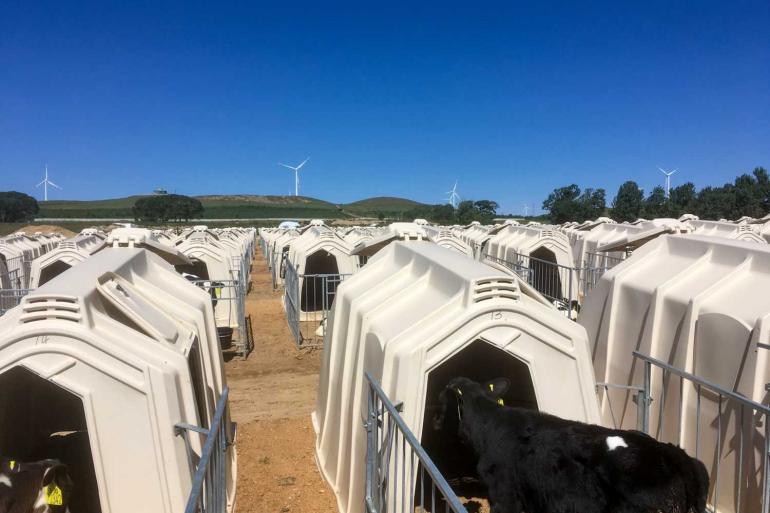 China telt verschillende beursgenoteerde bedrijven met tienduizenden koeien