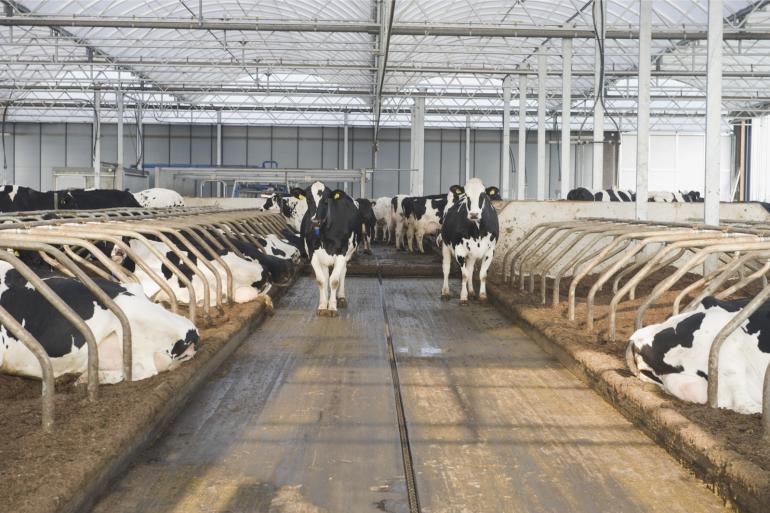 Door extra magnesium op de mestgang te strooien, kan meer stikstof worden vastgelegd in het mineraal struviet