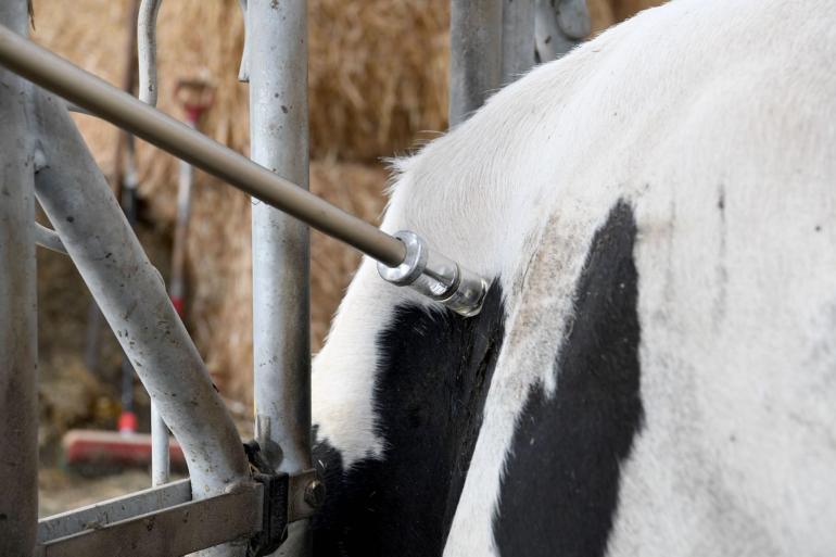 Vlaamse veehouders moeten in 2025 hun dieren verplicht vaccineren tegen blauwtong