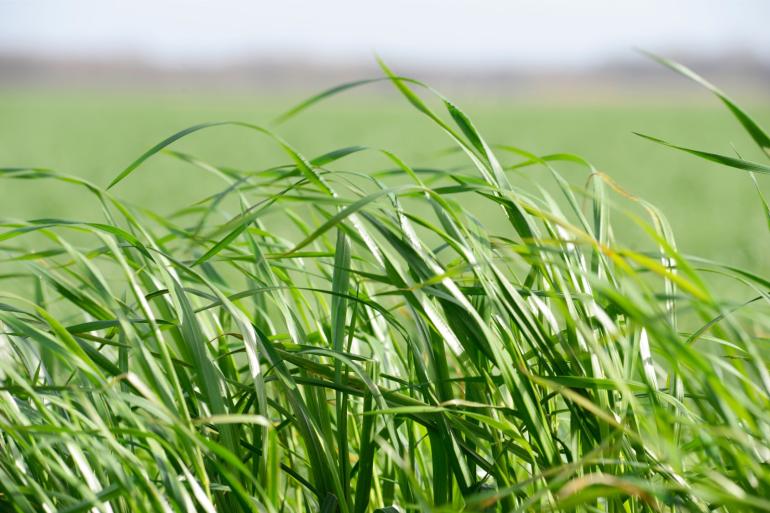 De voederwaarde van vers gras hangt af van voorspelbare factoren als daglengte en temperatuursom