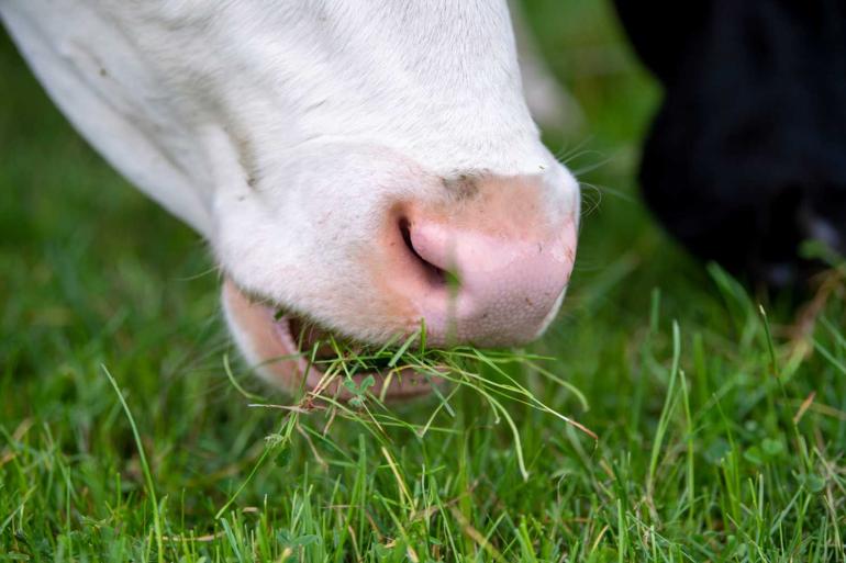 De emissiefactor van weidegras is verlaagd van 19,2 naar 17,7 gram methaan per kg droge stof