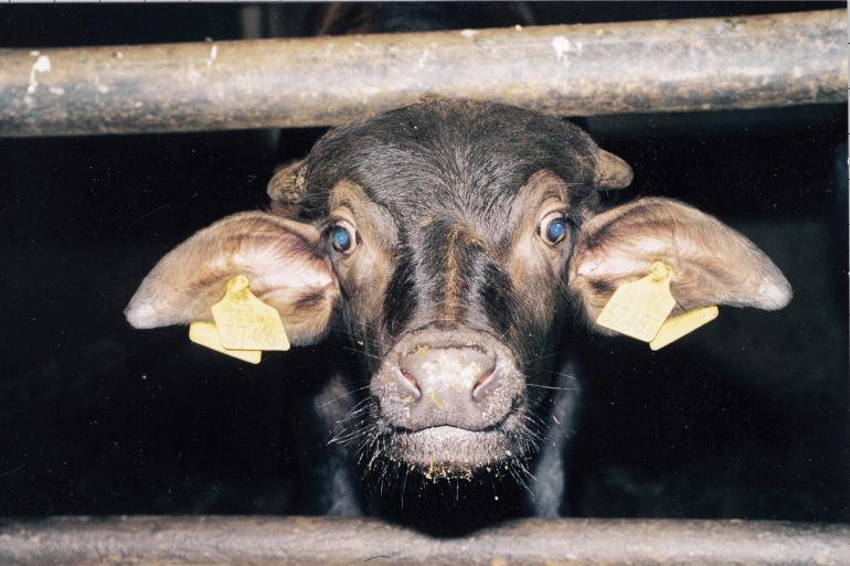 Bij drie gestorven waterbuffels in de Duitse deelstaat Brandenburg is mond-en-klauwzeer gevonden (foto ter illustratie)